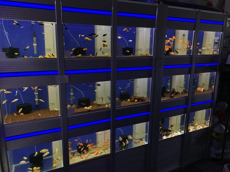 Sancaktepe Petcenter akvaryum bölümü tank duvarı